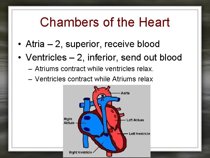 Chambers of the Heart • Atria – 2, superior, receive blood • Ventricles –