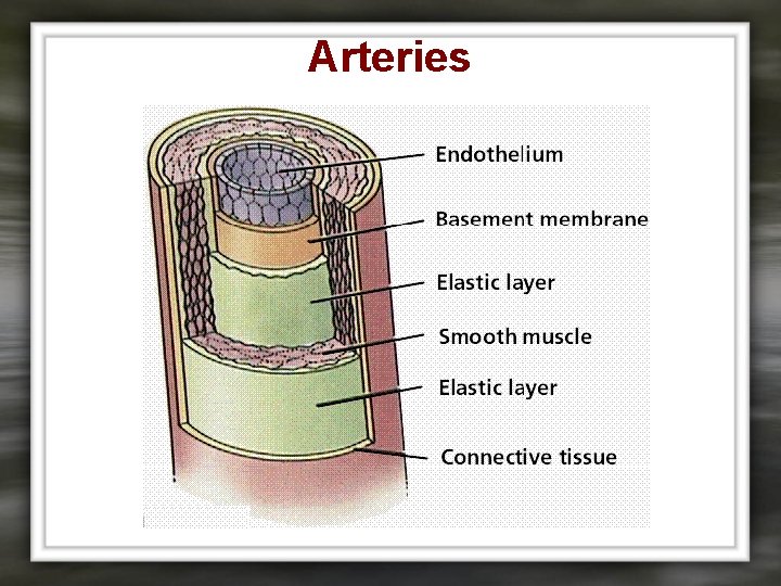 Arteries 