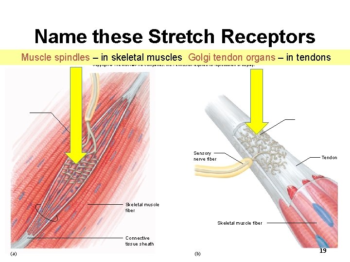 Name these Stretch Receptors Muscle spindles – in skeletal muscles Golgi tendon organs –