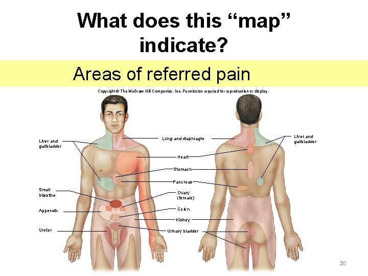 What does this “map” indicate? Areas of referred pain Copyright © The Mc. Graw-Hill