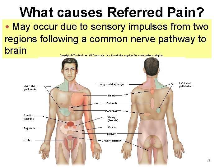 What causes Referred Pain? • May occur due to sensory impulses from two regions