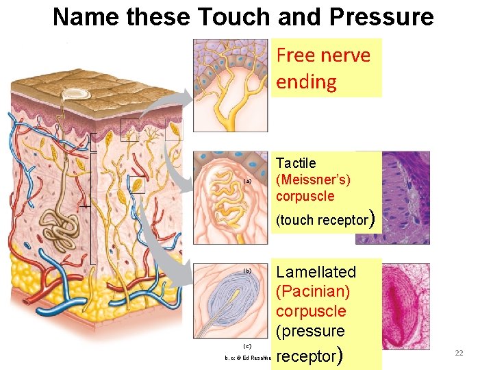 Name these Touch and Pressure Receptors Free nerve ending (a) Tactile (Meissner’s) corpuscle (touch