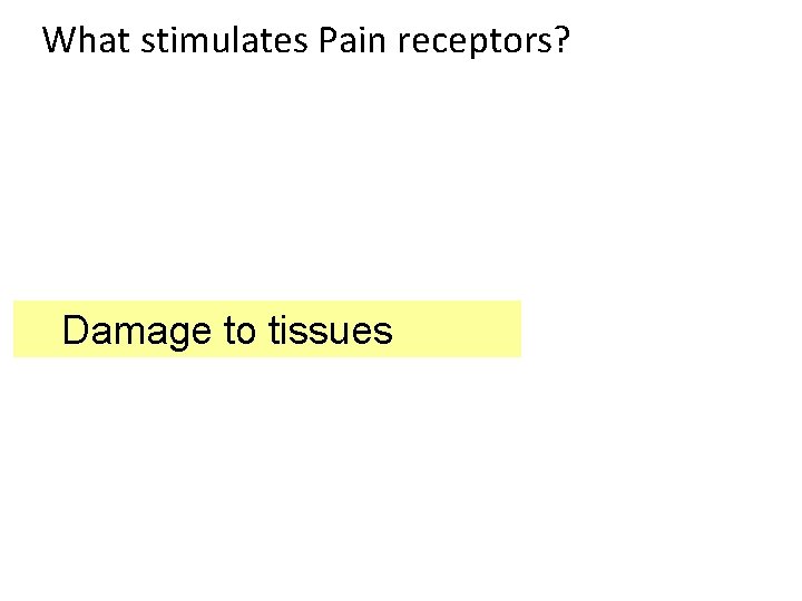 What stimulates Pain receptors? Damage to tissues 