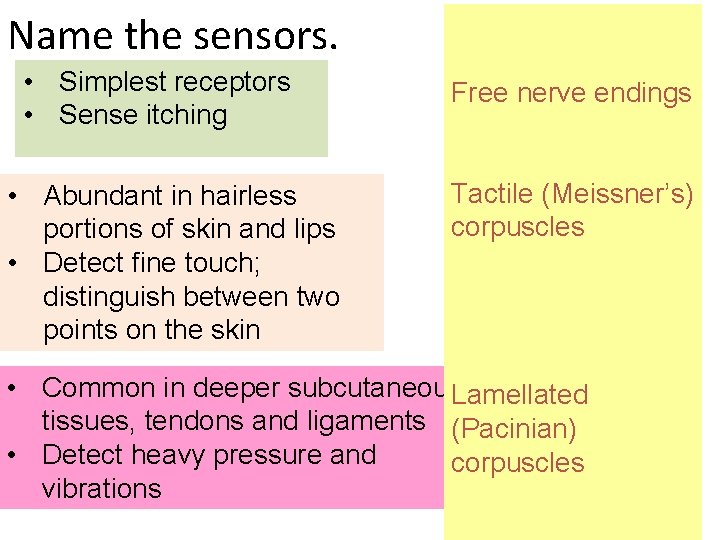 Name the sensors. • Simplest receptors • Sense itching • Abundant in hairless portions