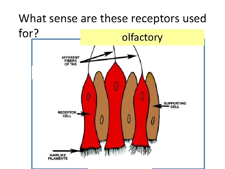 What sense are these receptors used for? olfactory 