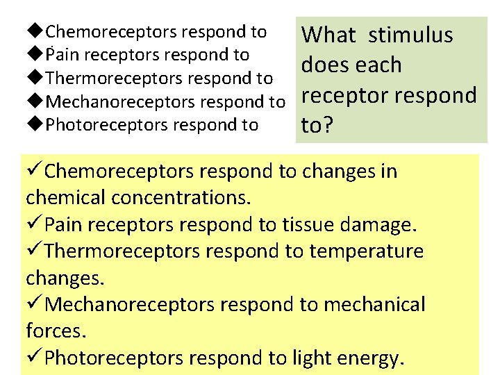 u. Chemoreceptors respond to. u. Pain receptors respond to u. Thermoreceptors respond to u.