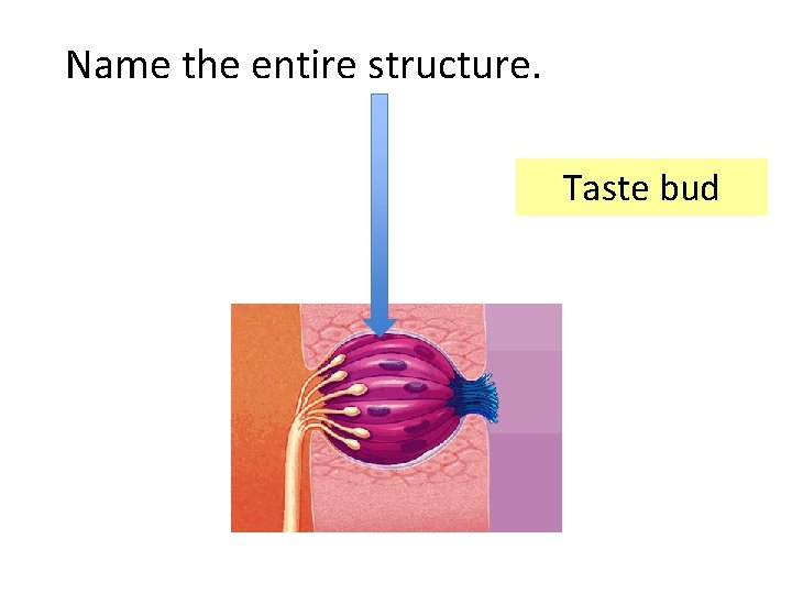 Name the entire structure. Taste bud 