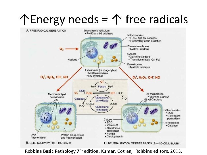 ↑Energy needs = ↑ free radicals Robbins Basic Pathology 7 th edition. Kumar, Cotran,