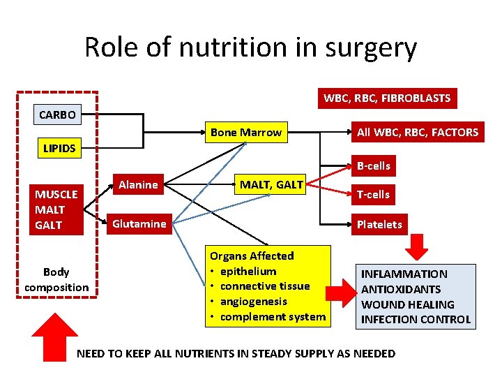 Role of nutrition in surgery WBC, RBC, FIBROBLASTS CARBO Bone Marrow All WBC, RBC,