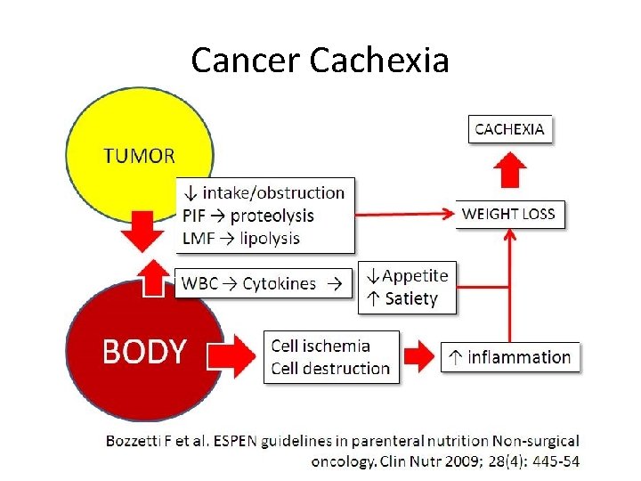 Cancer Cachexia 