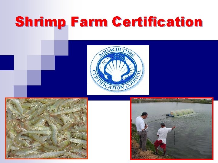 Shrimp Farm Certification 