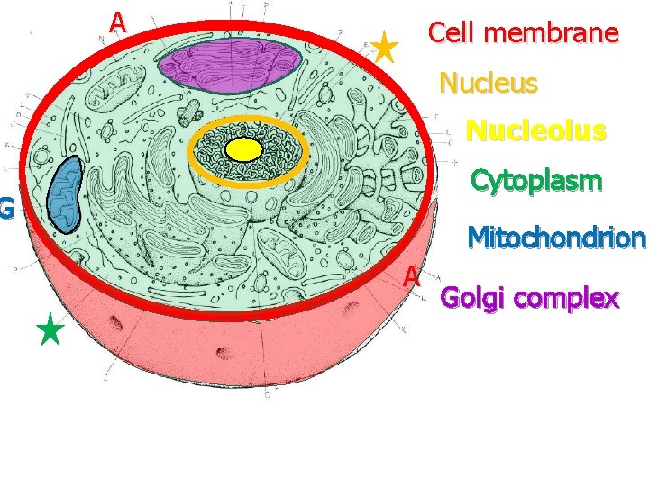 A Cell membrane Nucleus Nucleolus Cytoplasm G Mitochondrion A Golgi complex 