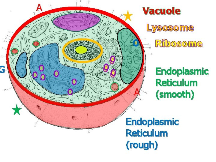 A Vacuole Lysosome Ribosome G A Endoplasmic Reticulum (smooth) Endoplasmic Reticulum (rough) 