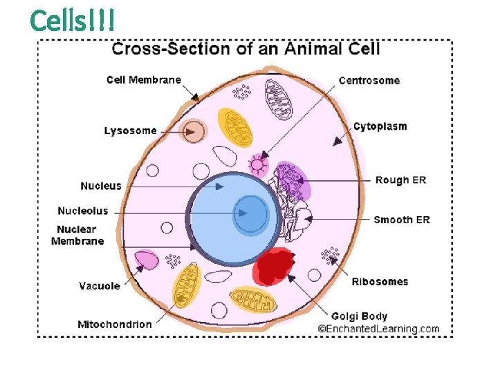 Cells!!! 