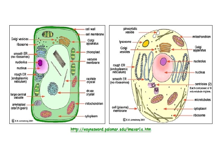 CELLS 