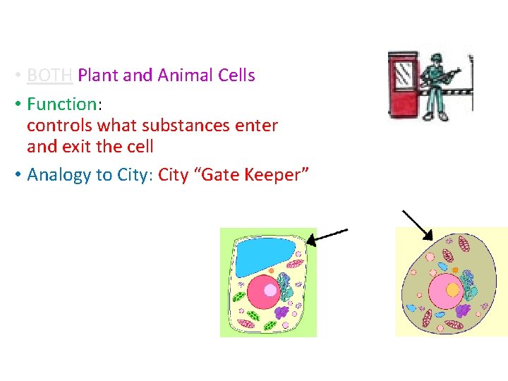 Cell Membrane • BOTH Plant and Animal Cells • Function: controls what substances enter