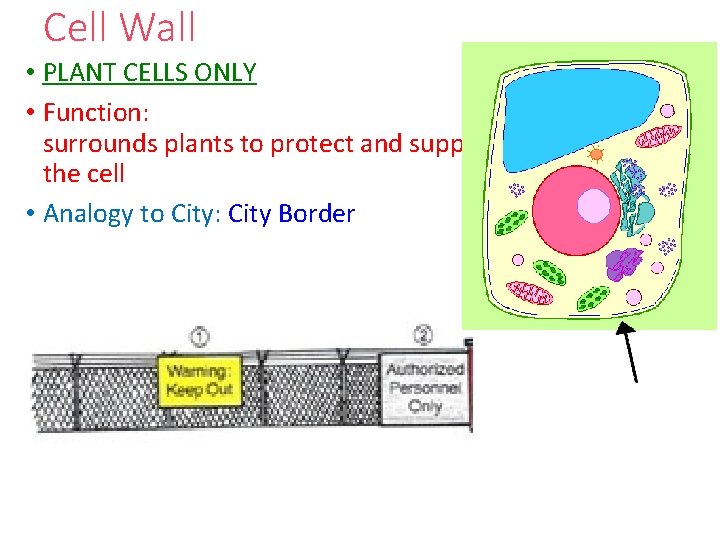 Cell Wall • PLANT CELLS ONLY • Function: surrounds plants to protect and support