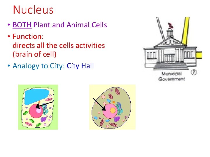 Nucleus • BOTH Plant and Animal Cells • Function: directs all the cells activities
