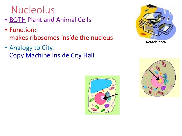 Nucleolus • BOTH Plant and Animal Cells • Function: makes ribosomes inside the nucleus