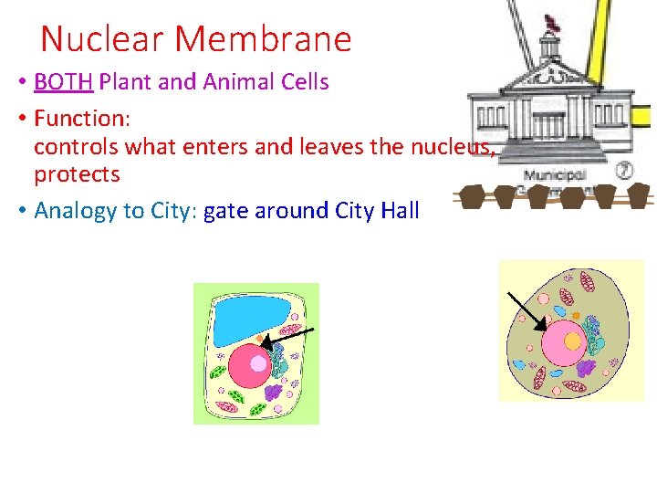 Nuclear Membrane • BOTH Plant and Animal Cells • Function: controls what enters and