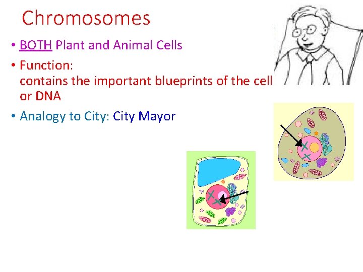 Chromosomes • BOTH Plant and Animal Cells • Function: contains the important blueprints of