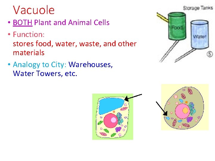 Vacuole • BOTH Plant and Animal Cells • Function: stores food, water, waste, and