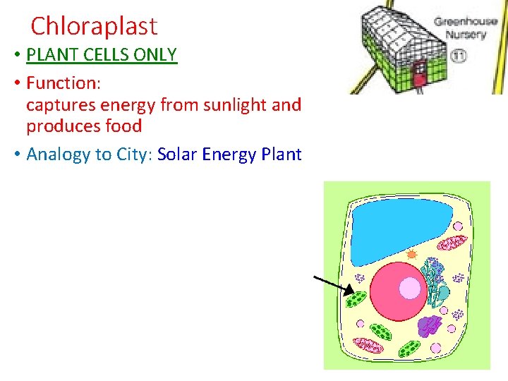 Chloraplast • PLANT CELLS ONLY • Function: captures energy from sunlight and produces food