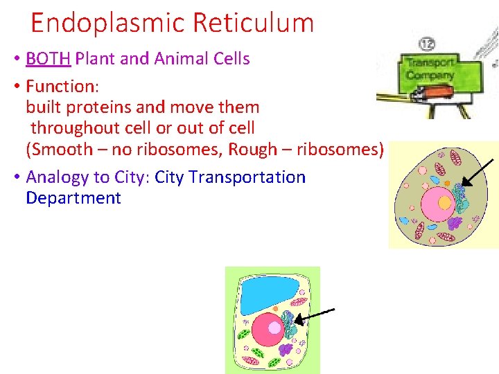 Endoplasmic Reticulum • BOTH Plant and Animal Cells • Function: built proteins and move