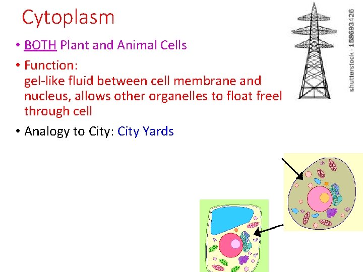 Cytoplasm • BOTH Plant and Animal Cells • Function: gel-like fluid between cell membrane