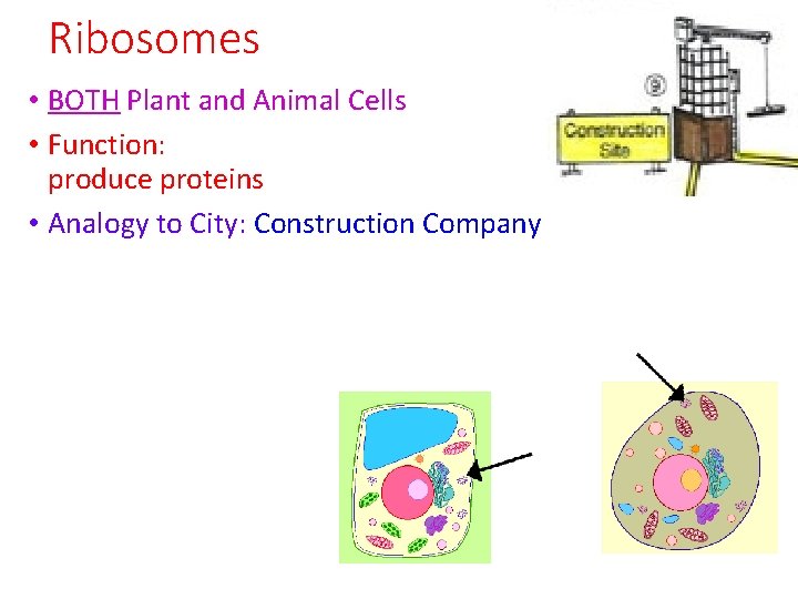 Ribosomes • BOTH Plant and Animal Cells • Function: produce proteins • Analogy to