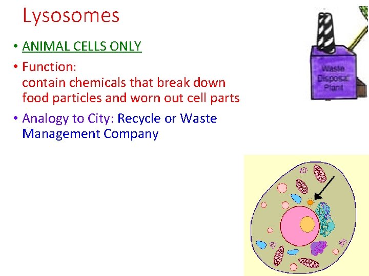 Lysosomes • ANIMAL CELLS ONLY • Function: contain chemicals that break down food particles