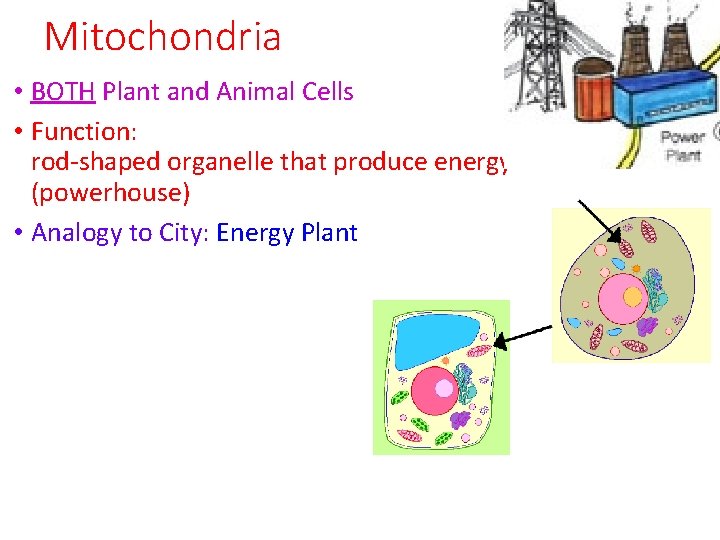 Mitochondria • BOTH Plant and Animal Cells • Function: rod-shaped organelle that produce energy