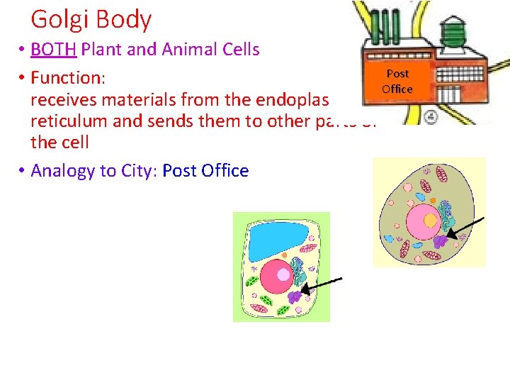 Golgi Body • BOTH Plant and Animal Cells Post • Function: Office receives materials
