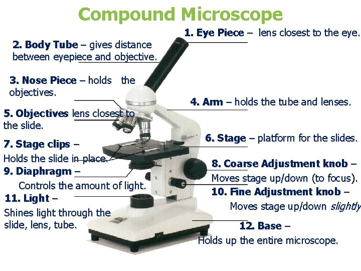 Compound Microscope 2. Body Tube – gives distance between eyepiece and objective. 3. Nose