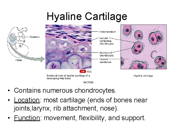Hyaline Cartilage • Contains numerous chondrocytes. • Location: most cartilage (ends of bones near