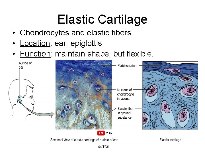 Elastic Cartilage • Chondrocytes and elastic fibers. • Location: ear, epiglottis • Function: maintain