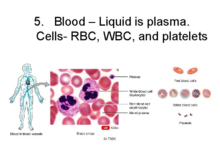 5. Blood – Liquid is plasma. Cells- RBC, WBC, and platelets 