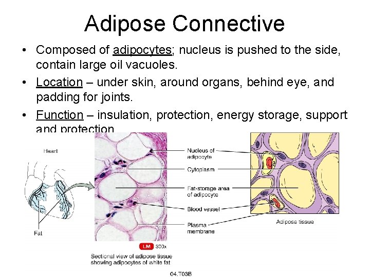 Adipose Connective • Composed of adipocytes; nucleus is pushed to the side, contain large