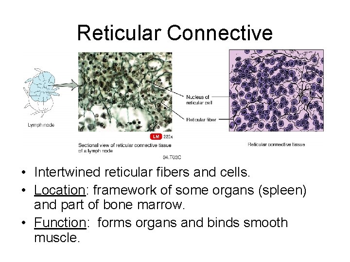 Reticular Connective • Intertwined reticular fibers and cells. • Location: framework of some organs