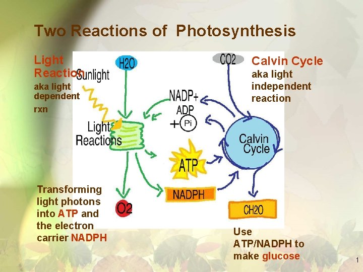 Two Reactions of Photosynthesis Light Reaction aka light dependent rxn Transforming light photons into