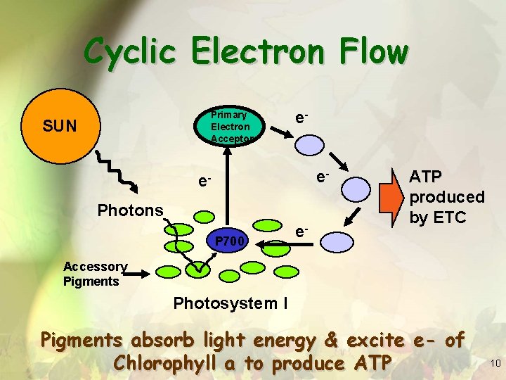 Cyclic Electron Flow Primary Electron Acceptor SUN ee- e. Photons P 700 e- ATP