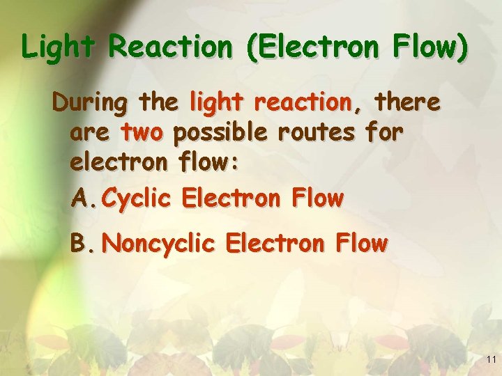 Light Reaction (Electron Flow) During the light reaction, there are two possible routes for