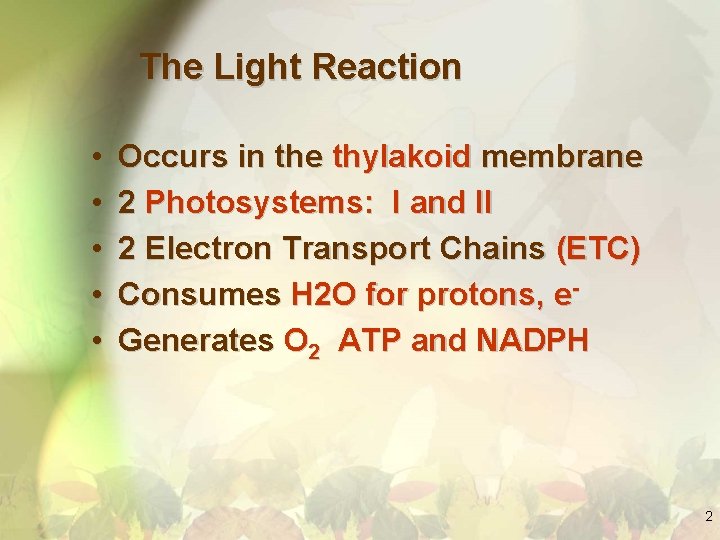 The Light Reaction • • • Occurs in the thylakoid membrane 2 Photosystems: I