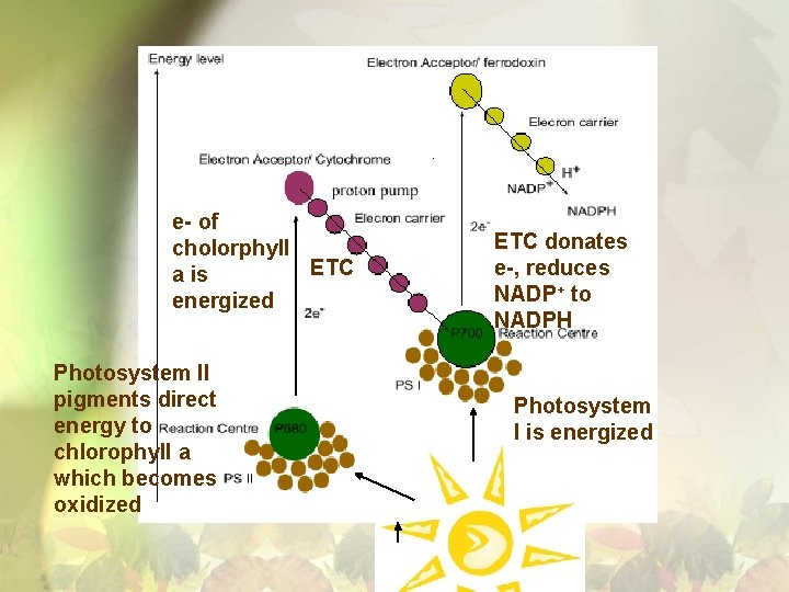 e- of cholorphyll ETC a is energized Photosystem II pigments direct energy to chlorophyll