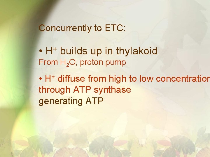Concurrently to ETC: • H+ builds up in thylakoid From H 2 O, proton
