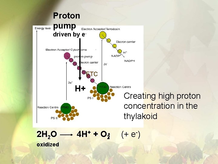 Proton pump driven by e- ETC H+ 2 H 2 O oxidized 4 H+