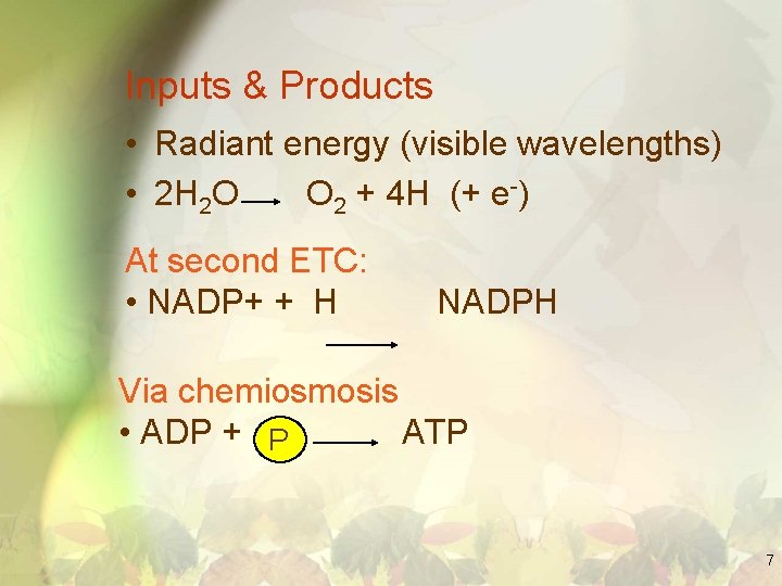 Inputs & Products • Radiant energy (visible wavelengths) • 2 H 2 O O