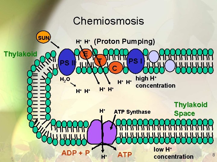 Chemiosmosis SUN H+ H + Thylakoid E PS II (Proton Pumping) T PS I