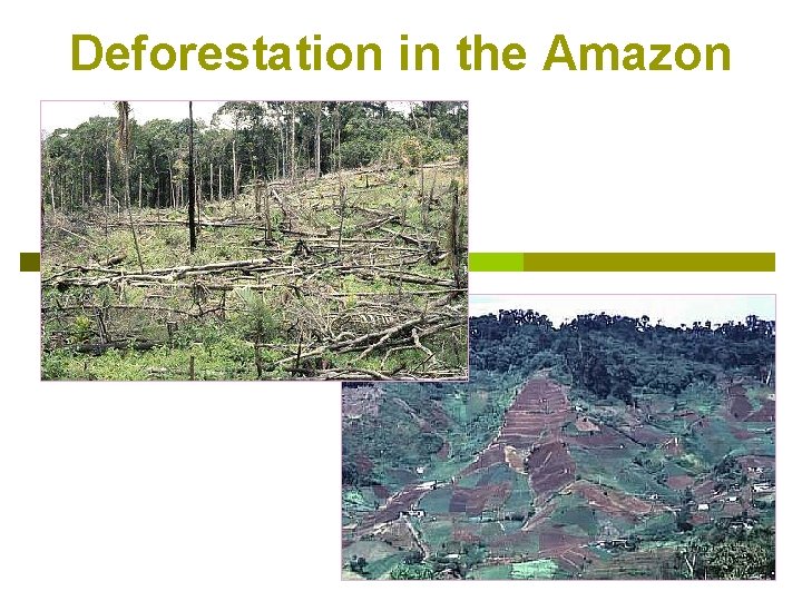 Deforestation in the Amazon 