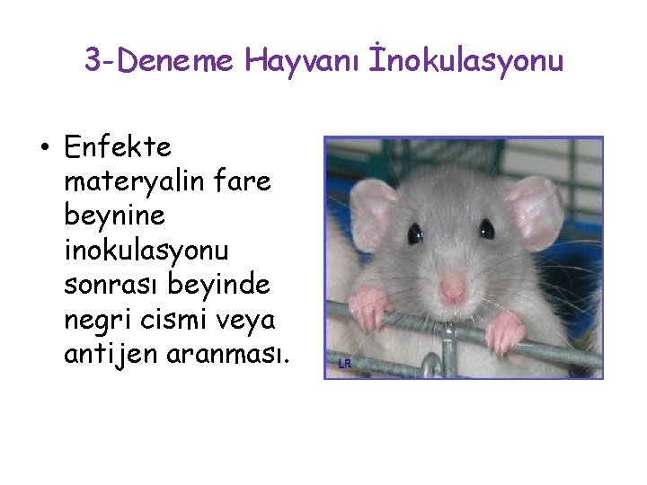 3 -Deneme Hayvanı İnokulasyonu • Enfekte materyalin fare beynine inokulasyonu sonrası beyinde negri cismi 3 -Deneme Hayvanı İnokulasyonu • Enfekte materyalin fare beynine inokulasyonu sonrası beyinde negri cismi